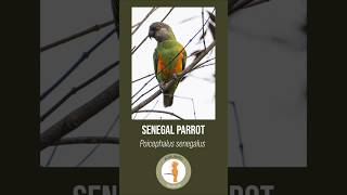 Senegal Parrot  Poicephalus senegalus [upl. by Jeffie]