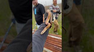 Finding a CORN SNAKE under old tin cornsnake ratsnake herping flipclip alabamaherping snakes [upl. by Rilda]