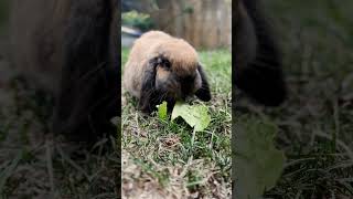 Cute Bunny Snacking [upl. by Rangel]