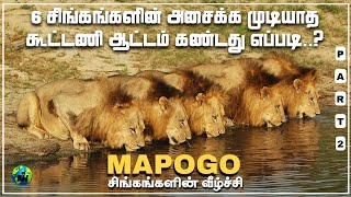 Mapogo சிங்கங்களின் வீழ்ச்சி  Part2  Mapogo lions coalition  MrT  Tamil  BioWorld  BW [upl. by Enirahtak]