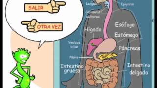 Aprendiendo con el Sistema Digestivo [upl. by Ylen]