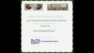 HOW TO BUY BETTAS DIRECT FROM THAILAND [upl. by Ordnazil240]