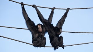 Siamang gibbon monkey sound  gibbon monkey [upl. by Browning]