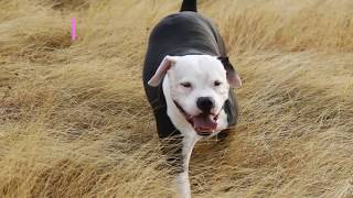 Deaf Dog Who was Called Unadoptable Now Works as Drug Detection K9 [upl. by Darreg]