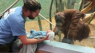 The Orangutan wanted to see the baby ❤️ Funniest Monkey Videos [upl. by Nataniel]