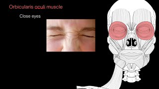 Muscles of facial expression [upl. by Ymmik]