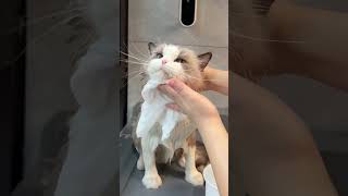 Surprising Facts About Bathing Your Cat CatBathingCatShowerTipsPetCareCatGroomingKittyCare [upl. by Maroj400]