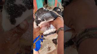 😛Oral drenching of Trisodium Citrate powder in Cattle 🐄 shorts [upl. by Columbus820]