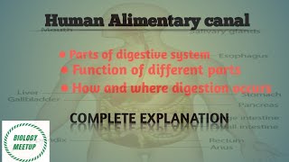 Human alimentary canal  Human digestive system [upl. by Ellehcsar]