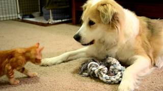 video 33 Murkin the Dog playing gently with a kitten [upl. by Pacian]