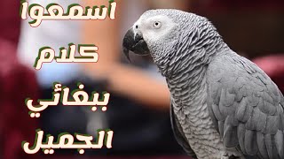 ببغاء كاسكو ينادي ويبوس ما شاء الله [upl. by Leilamag]