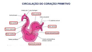 12 EMBRIOLOGIA DO SISTEMA CARDIOVASCULAR [upl. by Rea]