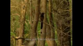 Tree Pie Dendrocitta vagabunda in Corbett Park [upl. by Novyat705]