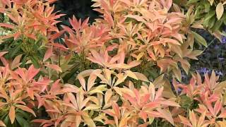 Pieris japonica Forest Flame [upl. by Elene]