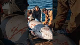 a story about sailors who saved whale in the shipwhale animals [upl. by Chloe]