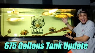 675 Gallons Arowana Community Tank  Tips and Update [upl. by Ardnosal]