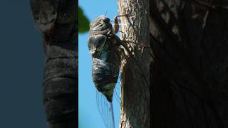 Cicada Making Loud Noise Wincent pYoqt insects wildlife nature [upl. by Sirama352]