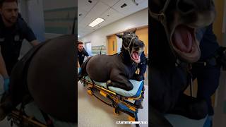 Man help a pregnant maremare marelover pregnant treatment babyanimal humanity foal rescue [upl. by Copp]