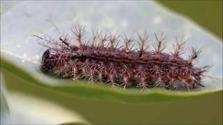 Saturniidae Hemileucinae Dirphia [upl. by Xymenes]