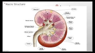 Kidney Anatomy Histology [upl. by Flieger]