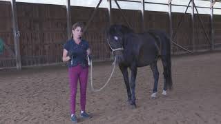 Lesson 14 How to teach Lateral Work In Hand with your Horse [upl. by Flemings167]