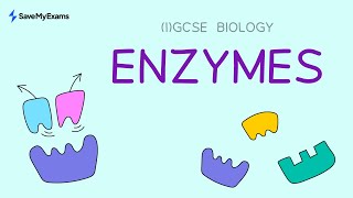 Enzymes  IGCSE Biology and GCSE Biology Revision [upl. by Zimmerman188]