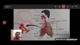 Differences bet Alveoli amp Nephron based on stramp function in kannada [upl. by Narot]