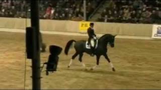 DESPERADOS Hanoverian DE NIRO stallion by wwwequineevolutioncom [upl. by Nnyllaf135]