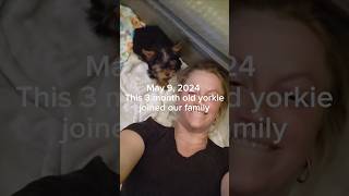 Our first night together yorkies yorkiemom yorkiesofyoutube yorkielife doglover fyyyppp pup [upl. by Judie]