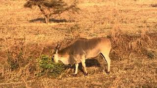 Serengeti National Park Tanzania animals wildlife nature [upl. by Ynaffit31]