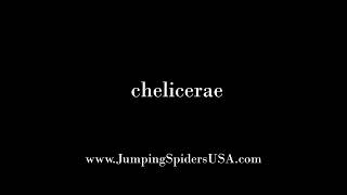 How to Pronounce Chelicerae [upl. by Smitt]