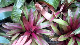 Vriesea bromeliads explained care and growing of vriesea broms [upl. by Herwig]