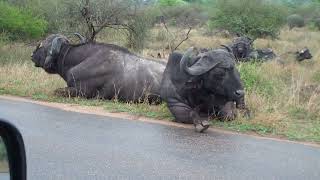 Buffalos near Crocodile Bridge [upl. by Kerman]