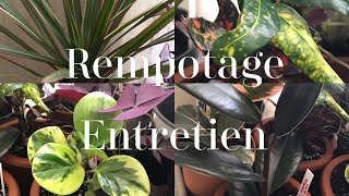 Rempotage et Entretien de plantes d’intérieur 🌿Ficus🌿Peperomia🌿Dracaena🌿Croton🌿 [upl. by Oluap]