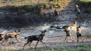 18 Wild dogs vs spotted Hyenas [upl. by Averir]