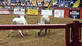 FORT WORTH RODEO BULL ESCAPES 2 [upl. by Aidne]