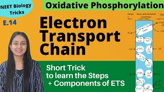 Super Easy way to Learn Electron Transport Chain  Short Trick  NEET Biology [upl. by Griselda]