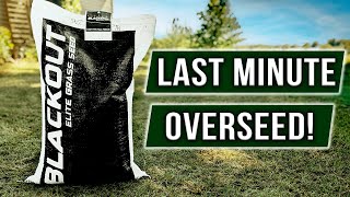 Overseeding My Neighbors Lawn with BLACKOUT TTTF [upl. by Mose]