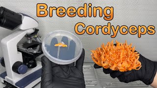 Breeding Cordyceps fungi  MultiAscospore isolation [upl. by Sualohcin]