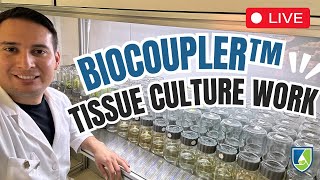 LIVE Plant Tissue Culture Biocoupler™ Liquid Culture Subculturing with Francisco [upl. by Obocaj]