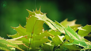 💧 Relaxing Atmosphere of Raindrops Falling on the Leaves of Plants to get to Sleep more Easily [upl. by Edgardo]