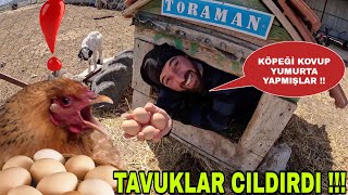 TAVUKLAR ÇILDIRDI  KÖPEK KULÜBESİ BİLE YUMURTA DOLDUGURK TAVUK YATIRMAKAPI YAPIMI [upl. by Rosemari]