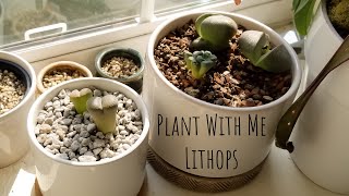 Plant With Me  Lithops Split Rocks amp More [upl. by Nabla]