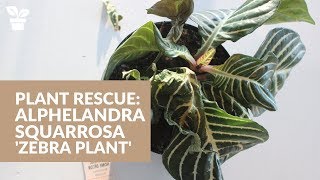 Plant Rescue Zebra Plant  Alphelandra squarrosa [upl. by Goodrich657]