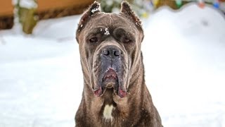 Cane Corso Italian Mastiff [upl. by Shanley]