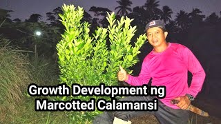 MARCOTTED CALAMANSI GROWTH DEVELOPMENT [upl. by Atiuqes258]