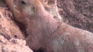 Prairie Dogs Barking [upl. by Teague493]