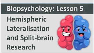 Biopsychology Lesson 5  Hemispheric Lateralisation and Split brain Research [upl. by Sumedocin]