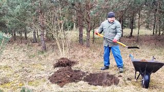 Prawdziwe ZMAGANIA w ogrodzie  ostry rębak w akcji i są efekty [upl. by Llerruj270]