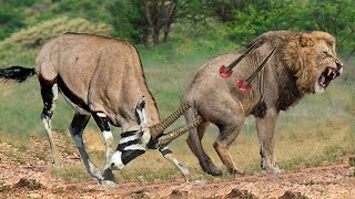 30 Crazy Moments LIONS Knocked Down By Gemsbok Antelope Rescue His Teammate From Lions Hunting [upl. by Retha]